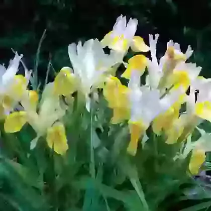 Bucharica